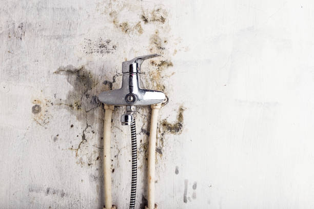 Best Same-Day Mold Removal  in Cold Spring, MN