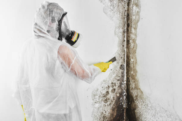 Attic Mold Removal in Cold Spring, MN