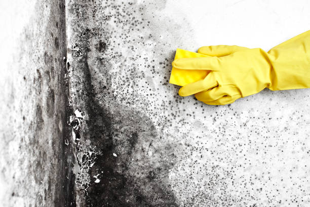 Crawl Space Mold Removal in Cold Spring, MN