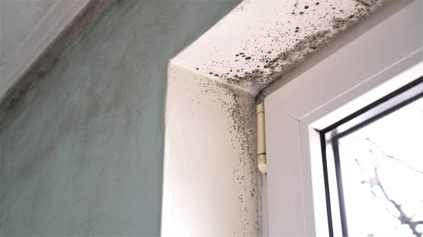 Best Mold Damage Repair  in Cold Spring, MN