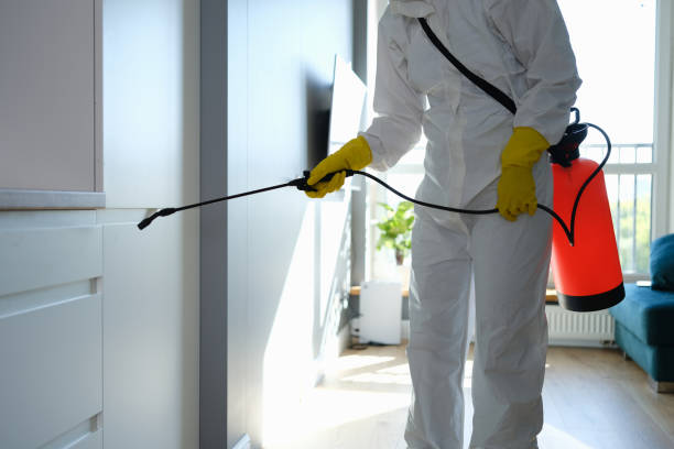 Best Local Mold Removal Service  in Cold Spring, MN