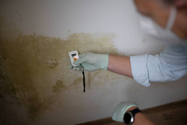 Best Residential Mold Removal  in Cold Spring, MN