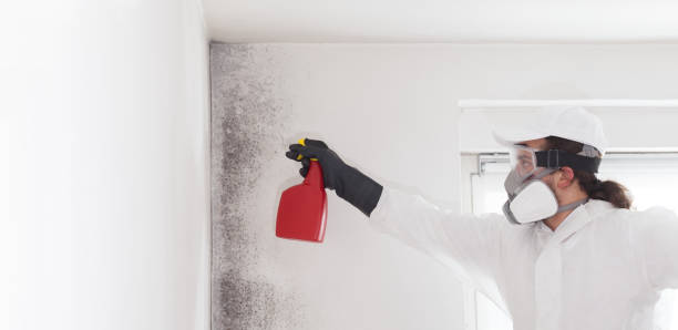 Best Crawl Space Mold Removal  in Cold Spring, MN