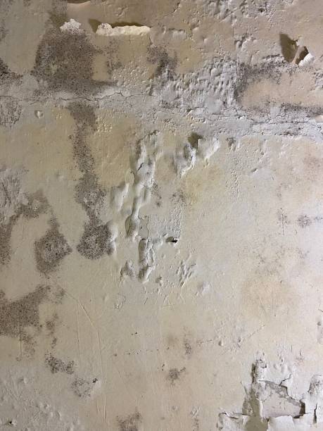 Best Commercial Mold Removal  in Cold Spring, MN