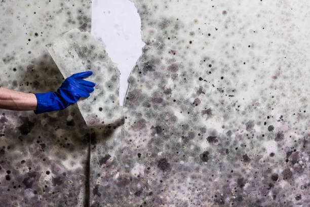 Best Mold Removal Specialists  in Cold Spring, MN