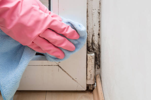 Best Professional Mold Removal  in Cold Spring, MN
